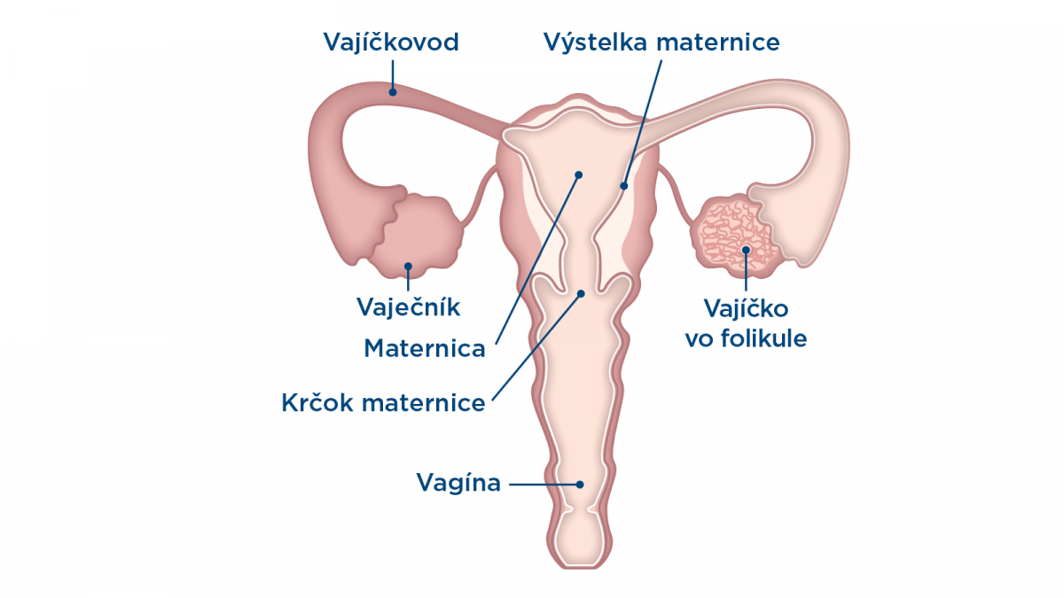 Ženské reprodukčné orgány